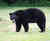 A bear_tiny